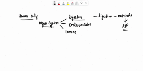 explain-the-physiological-importance-of-the-digestive-system-immune-system-and-cardiovascular-system-for-the-proper-functioning-of-the-human-body-in-depth-answers-only-24388