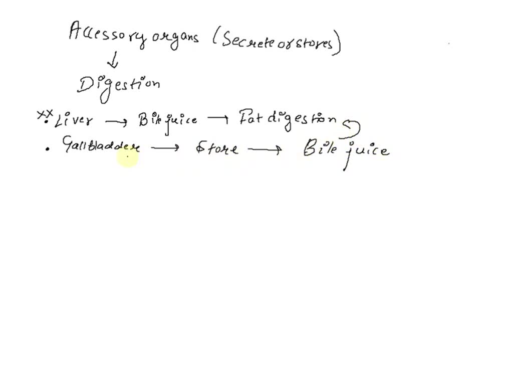 SOLVED Which of the following is NOT an accessory organ of digestion