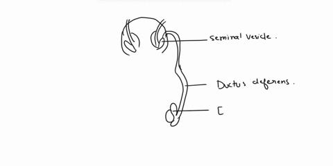 prostate-epididymis-seminal-vesicle-ejaculatory-duct-ductus-deferens-bulbourethral-gland-testis-81908