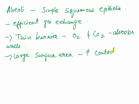 why-is-it-important-for-the-alveoli-of-the-lungs-to-have-simple-squamous-epithelia-42955