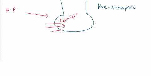question-9-1-point-which-of-the-following-statement-is-not-true-with-respect-to-synaptic-transmission-in-chemical-synapses-the-terminal-bulbs-of-presynaptic-neuron-release-neurotransmitters-43433