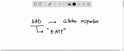 during-glycolysis-two-hydrogen-atoms-are-picked-up-by-the-coenzyme-nicotinamide-adenine-dinucleotide-nad-what-b-vitamin-is-required-for-synthesis-of-this-coenzyme-a-niacin-b-pantothenic-acid-09803