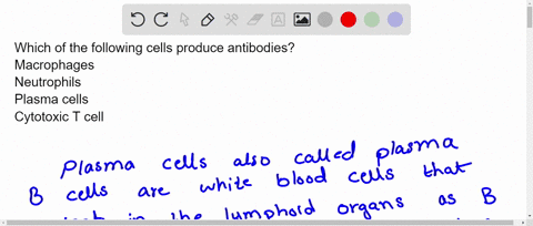 which-of-the-following-cells-produce-antibodies-macrophages-neutrophils-plasma-cells-cytotoxic-t-cell-04849