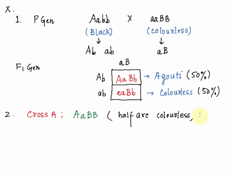 pigment-in-the-mouse-is-only-produced-when-the-allele-a-is-present-individuals-of-the-aa-genotype-have-no-colour-ifcolour-is-present-it-may-be-determined-by-the-b-and-b-alleles-bb-and-bb-res-24328