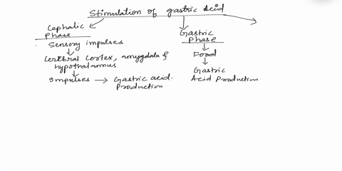 what-is-the-normal-pathophysiology-of-gastric-acid-stimulation-and-production-62856