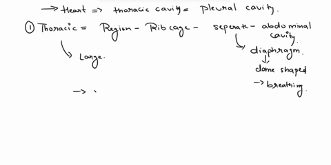 explain-how-the-heart-can-be-in-the-thoracic-cavity-but-not-the-pleural-cavity-explain-how-the-heart-can-be-in-the-thoracic-cavity-but-not-the-pleural-cavity-the-mediastinum-is-a-double-wall-38768