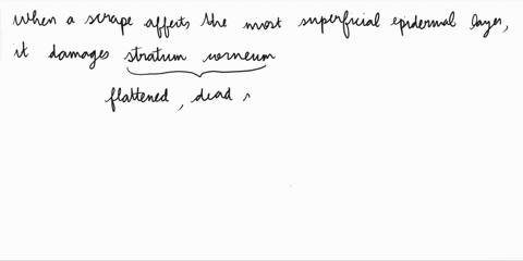 what-layer-is-affected-when-a-scrape-affects-the-most-superficial-epidermal-layer-94305
