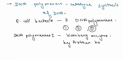 which-of-the-following-enzymatic-properties-does-e-coli-dna-polymerase-use-during-the-process-of-replication-of-the-bacterial-chromosome-choose-only-those-that-apply-5-to-3-exonuclease-activ-54418