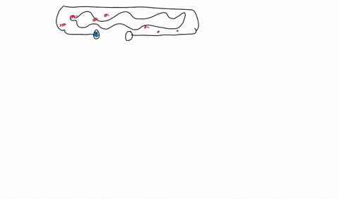 which-of-the-following-cell-organelles-actively-participates-in-the-apoptosis-process-mitochondria-ribosome-vacuoles-nucleus-28539
