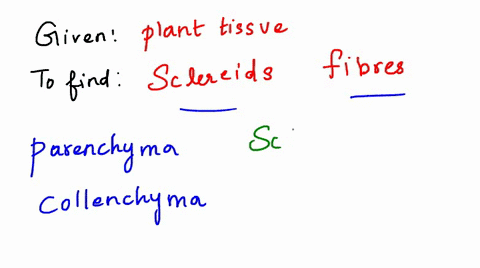 sclereids-and-fibers-are-examples-of-which-plant-tissue-a-parenchyma-b-collenchyma-c-sclerenchyma-5-95763