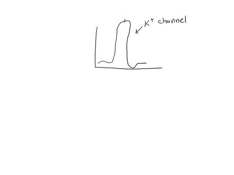 potassium-voltage-gates-only-openduring-a-depolarization-b-repolarization-c-resting-membrane-potential-d-the-refractory-period-e-muscular-contraction