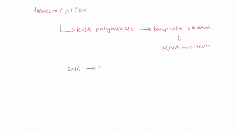 in-the-process-of-transcription-the-base-sequence-of-dna-is-copied-into-rna-exactly-base-for-base-rrna-is-specified-by-exons-in-dna-a-polypeptide-is-formed-as-specified-by-the-genes-in-chrom-53571