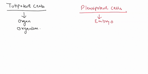 totipotent-cells-multi-and-pluripotent-cells-compact-eary-late-morula-blastocyst-blastocyst-embryo-zygote-2-cell-4-cell-8-cell-compaction-canlano-mounaanon-derelopmental-polenla-ditlerentiat-75455