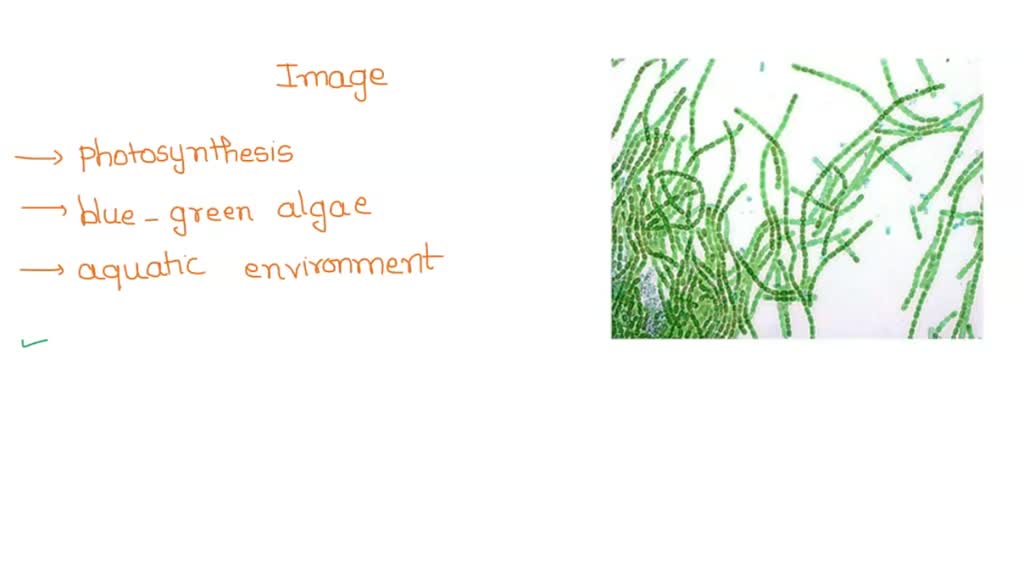 SOLVED These organisms are capable of photosynthesis as they contain