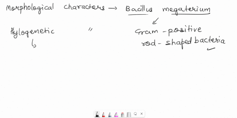 write-about-the-microbe-bacillus-megaterium-and-its-morphological-phylogenetic-and-genomic-characteristics-division-of-labor-description-of-it-and-its-role-and-how-it-communicates-in-the-com-54505