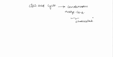 the-citric-acid-cycle-begins-with-the-condensation-of-acetyl-coa-with-oxaloacetate-possible-sources-for-carbon-that-may-be-converted-into-acetyl-coa-in-active-muscle-include-select-all-that-29145