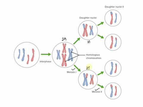meiosis-produces-_______-daughter-cells-a-two-haploid-b-two-diploid-c-four-haploid-d-four-diploid-08302