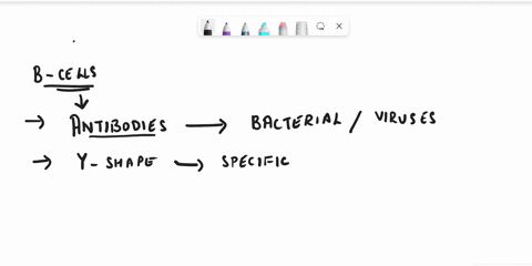 a-one-year-old-patient-with-recurrent-bacterial-infections-comes-into-your-office-by-evaluating-the-serum-immunoglobulin-concentration-he-finds-that-the-patient-has-very-low-immunoglobulin-l-49302