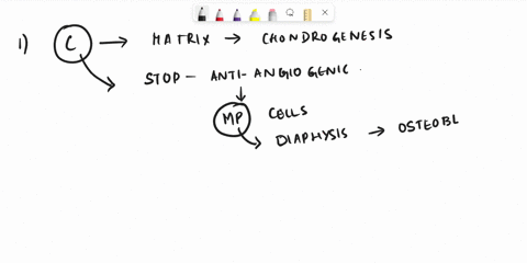 3i231-lecture-homework-chapter-6-name-order-the-following-91-blood-vessels-grow-into-the-cartilage-of-the-diaphysis-blood-vessels-grow-into-the-cartilage-of-the-epiphyses-bone-remodeling-occ-92304