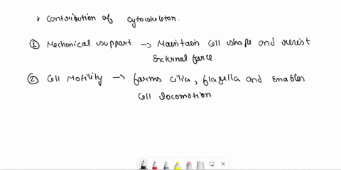 how-does-the-structure-of-the-cytoskeleton-contribute-to-its-function-52522
