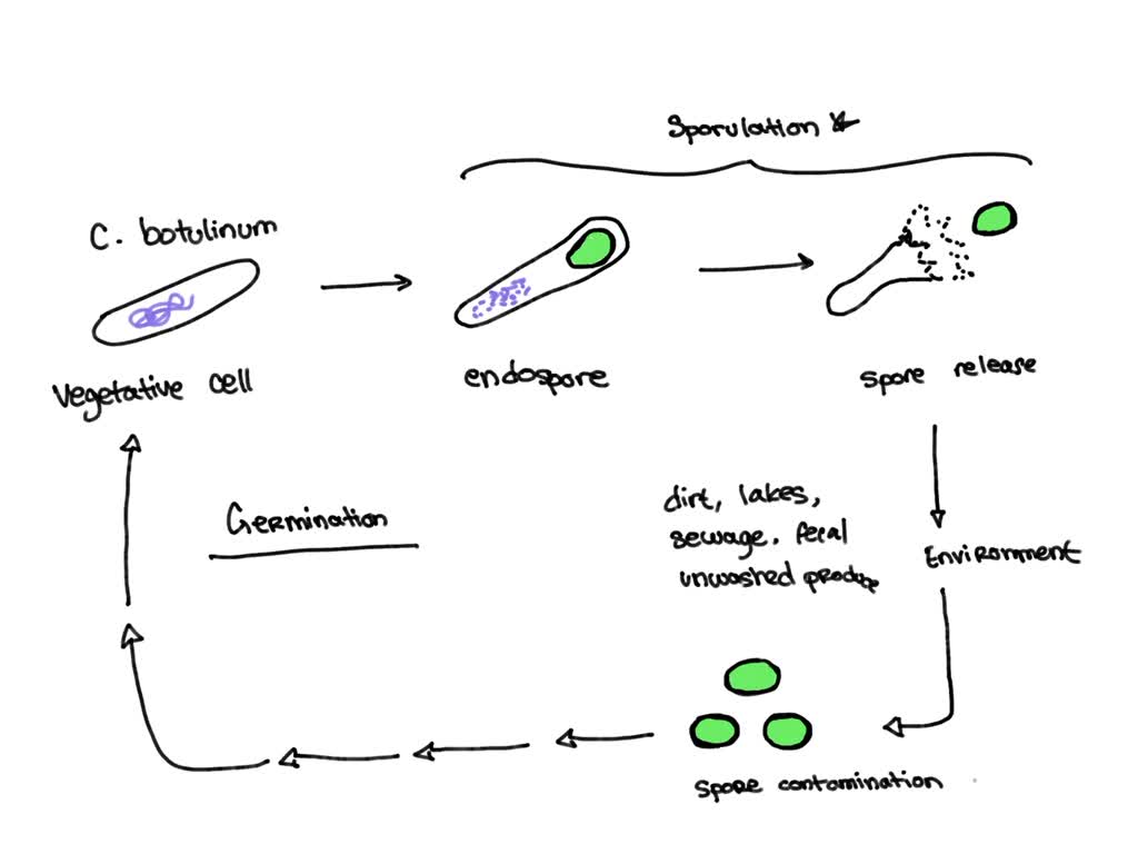 SOLVED Part Outbreak detection Foodborne botulism is a severe