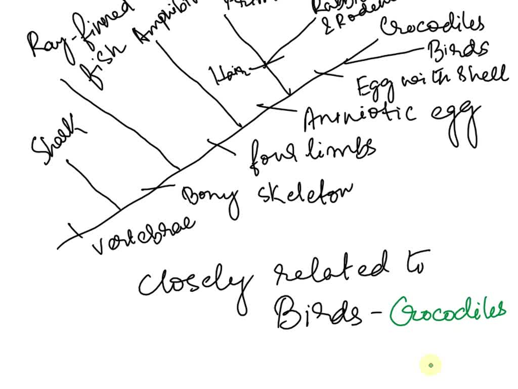 SOLVED Which animals have hair? Part B Cladogram Rayfinned fish
