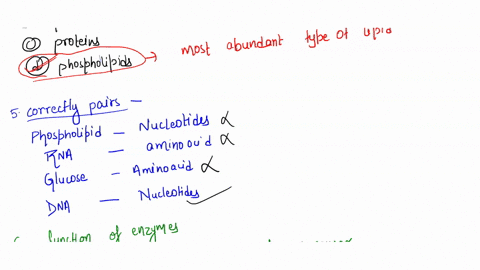 4-the-cell-membrane-is-mostly-composed-of-group-of-answer-choices-carbohydrates-nucleic-acids-proteins-phospholipids-5-which-of-the-following-options-correctly-pairs-a-polymer-with-its-monom-14786