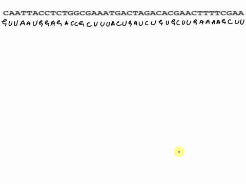the-genetic-code-amino-acid-abretiations-position-position-alanine-fosition-c-cysteine-aspartic-acid-glutamic-acid-phcuslalanine-setine-tyrosine-caleine-phenvtinine-pheni-lalanine-cenne-ioci-15561