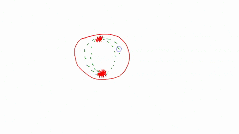 imagine-the-nucleus-of-a-simple-one-celled-organism-with-only-two-pairs-of-homologous-chromosomes-aka-n2-diagram-how-the-orientation-of-the-chromosomes-at-metaphase-i-of-meiosis-leads-to-the-34033