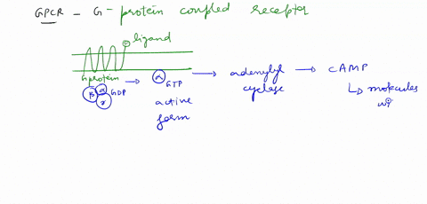 in-a-test-tube-you-combined-a-gpcr-with-its-cognate-g-protein-heterotrimer-and-supplemented-the-reaction-with-excess-gtp-aliquots-of-the-reaction-were-then-collected-at-several-time-points-a-57364