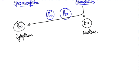 which-of-the-following-processes-occurs-in-prokaryotes-but-not-in-eukaryotes-transcription-occurs-in-the-nucleus-translation-occurs-without-a-ribosome-transcription-and-translation-both-occu-79142