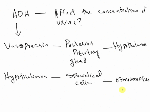what-is-the-predominant-stimulus-for-adh-production-and-how-will-it-affect-the-concentration-of-urine-15715