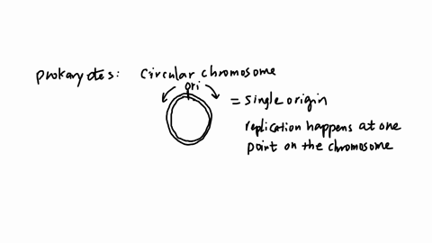 sort-the-statements-based-on-whether-they-describe-dna-replication-in-eukaryotes-or-prokaryotes-replication-takes-place-in-the-nucleus-there-is-only-one-origin-of-replication-there-are-multi-35145