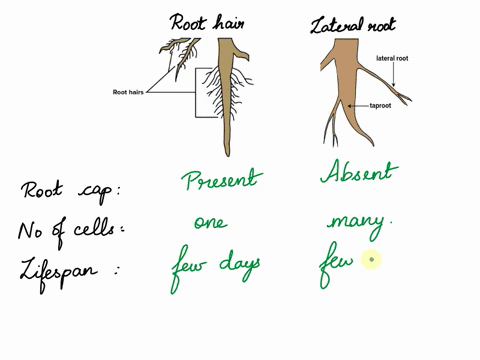 what-is-the-structural-difference-between-a-root-hair-and-a-lateral-root-describe-how-lateral-roots-are-formed-92748