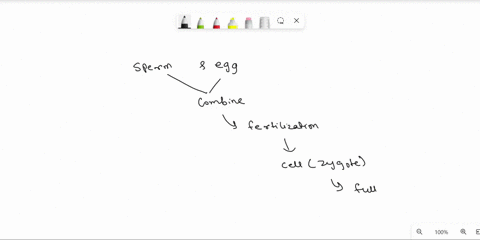 describe-how-genetic-information-is-passed-on-from-parent-to-a-child-74539