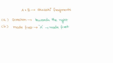 question-3-10-marks-in-the-following-diagram-a-and-b-are-two-okazaki-fragments-generated-during-dna-replication-open-boxes-represent-the-primers-and-dotted-lines-represent-the-newly-synthesi-56595