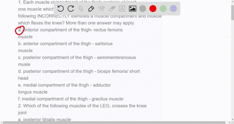 1-each-muscle-compartment-of-the-thigh-contains-at-least-one-muscle-which-functions-to-flex-the-knee-which-of-the-following-incorrectly-identifies-a-muscle-compartment-and-muscle-which-flexe-52227