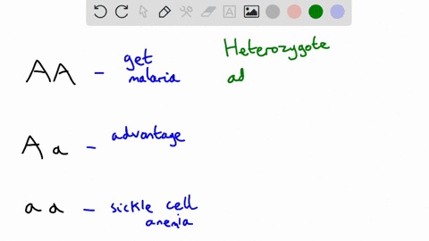 in-humans-one-of-the-genes-for-the-hemoglobin-protein-can-become-mutated-in-a-manner-that-produces-sickle-shaped-red-blood-cells-if-two-copies-of-the-mutant-recessive-allele-are-inherited-th-57438