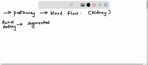 8-trace-the-pathway-of-blood-flowlist-the-correct-sequence-of-blood-vessels-beginning-with-the-renal-artery-through-which-blood-will-pass-to-the-glomerulus-using-the-following-vessels-arcuat-60248