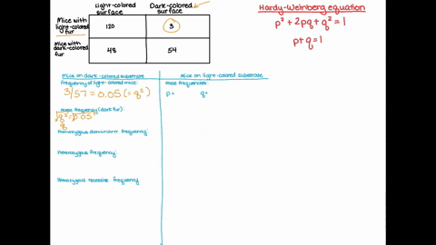 now-that-we-have-practiced-using-the-hardy-weinberg-equilibrium-equation-lets-apply-it-to-real-field-data-collected-on-rock-pocket-mice-in-this-data-we-will-compare-the-gene-pools-of-populat-90082