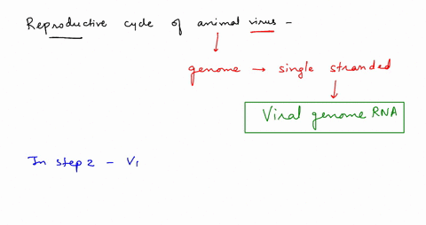 in-the-reproductive-cycle-of-the-animal-virus-displayed-above-the-genome-contains-a-single-stranded-molecule-of-dna-or-polypeptide-or-rna-in-step-2-the-viral-genome-serves-as-the-template-st-94453