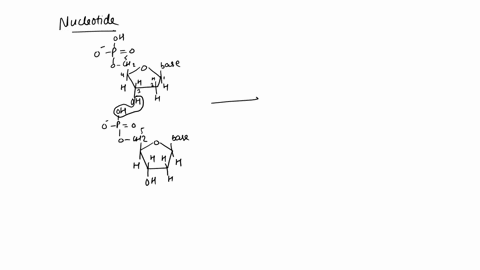 1-true-or-false-adjacent-nucleotides-are-joined-by-covalent-bonds-that-form-between-the-oh-group-on-the-3-carbon-of-one-nucleotide-and-the-phosphate-on-the-5-carbon-on-the-next-2-true-or-fal-18189