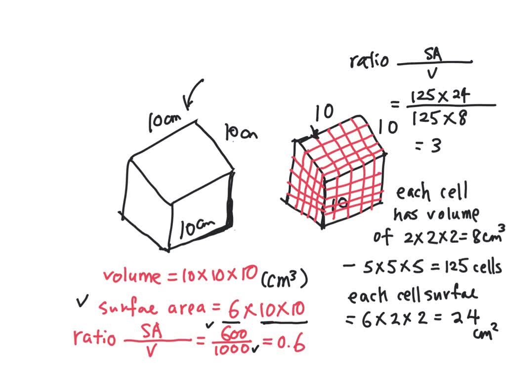 SOLVED: What are some strategies cells have to maximize the surface ...