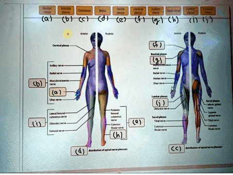 art-labeling-activity-the-distribution-of-spinal-nerve-branches-art-labeling-activitythe-distribution-of-spinal-nerve-branches-26-meltk-lateral-femora-posterior-femoral-cutaneous-nene-sacral-85897