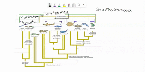 drag-the-following-names-and-characters-to-their-correct-location-on-the-cladogram_-placoid-scales-claspers-cyclostomata-sarcopterygii-osteichthyes-jaws-irom-mancibuiar-acn-pairs-semicircula-91423