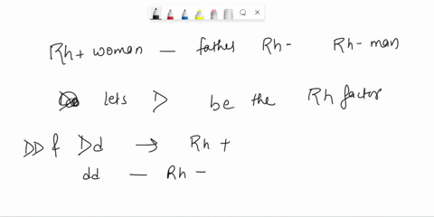 2in-addition-to-the-abo-blood-grouping-the-presence-or-absence-of-another-protein-antigen-on-the-surface-of-red-blood-cellsknown-as-the-rh-factor-is-used-to-identify-blood-types-the-gene-for-04344