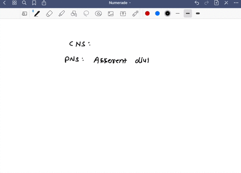 outline-the-organization-of-the-peripheral-nervous-system-contrast-and-compare-the-components-of-the-pns-and-cns-and-identify-the-basic-divisions-and-subdivisions-90418