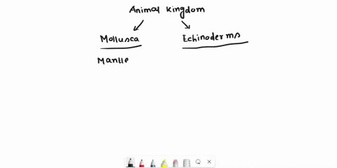 which-structure-in-a-mollusk-performs-a-similar-function-as-an-endoskeleton-in-an-echinoderm-mantle-radula-tube-foot-gill-70845