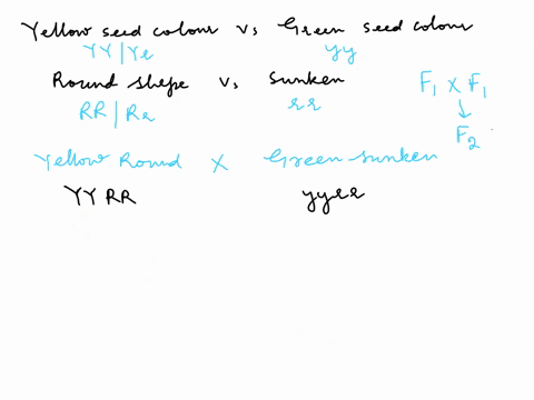 18-in-his-original-work-on-the-yellow-seed-color-yyyy-genetics-of-garden-peas-mendel-found-that-round-seed-shape-rr-ry-was-dominant-over-grcen-seeds-gy-and-that-crossed-pure-breeding-was-dom-07892