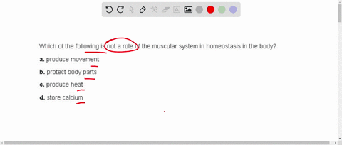 which-of-the-following-is-not-a-role-of-the-muscular-system-in-homeostasis-in-the-body-a-produce-mov-16235
